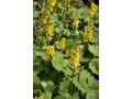 Ligularia 