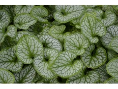 Brunnera macrophylla 