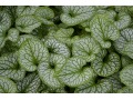 Brunnera macrophylla 