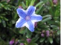 Lithodora diffusa 