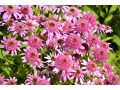 Echinacea 