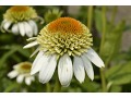 Echinacea 