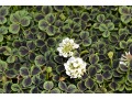 Trifolium repens 