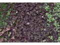 Trifolium repens 