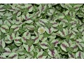 Trifolium repens 
