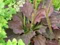 Plantago major 