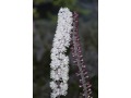 Cimicifuga ramosa 
