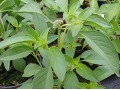 Ocimum basilicum 