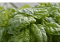 Ocimum basilicum 