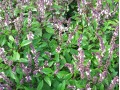 Ocimum basilicum 