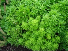Ocimum basilicum 