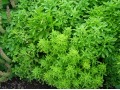 Ocimum basilicum 