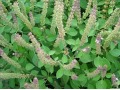 Ocimum basilicum 