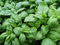 Ocimum basilicum 