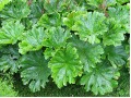 Darmera peltata - darmera štítnatá