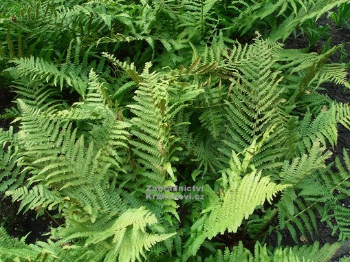 Dryopteris Filix mas Kapra Samec Zahradnictv Krulichovi dryopteris-filix-mas-kapra-samec-zahradnictv-krulichovi