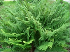 Dryopteris affinis - kapraď rezavá značka 