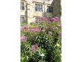 Eupatorium ( Eutrochium ) maculatum 