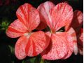 Pelargonium zonale 
