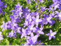 Campanula lactiflora 