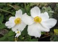 Anemone hybrida 