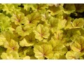 Heuchera 