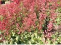 Heuchera 