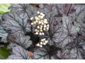 Heuchera 