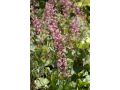 Heucherella 
