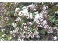 Eupatorium ( Eutrochium ) rugosum 