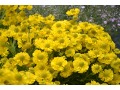 Helenium 
