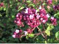 Origanum 
