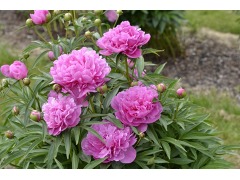 Paeonia officinalis 