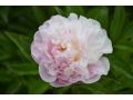 Paeonia lactiflora 