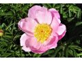 Paeonia lactiflora 