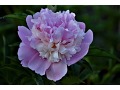 Paeonia lactiflora 