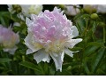 Paeonia lactiflora 