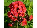 Phlox paniculata 