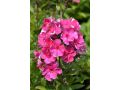 Phlox paniculata 