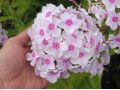 Phlox paniculata 