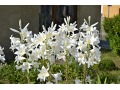 Lilium candidum - lilie bělostná, kostelní, lilie josefská