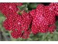 Achillea millefolium 