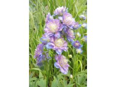 Delphinium elatum 