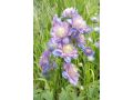 Delphinium elatum 