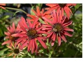 Echinacea 