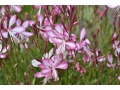 Gaura lindheimerii 