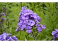 Phlox paniculata 