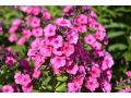 Phlox paniculata 