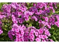 Phlox paniculata 