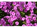 Phlox paniculata 